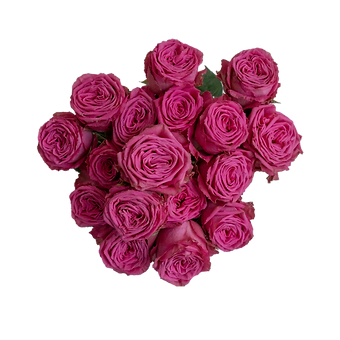 Fuchsia Jewel