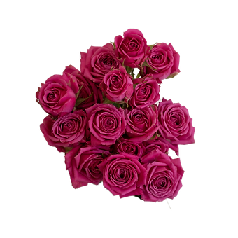 Hot Magenta Jewel