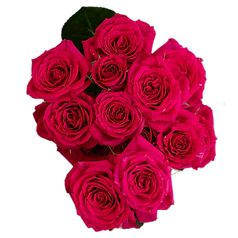 Hot Pink Jewel