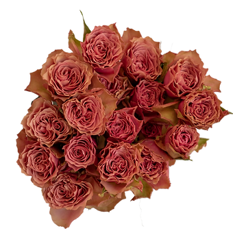 Vintage Rosever