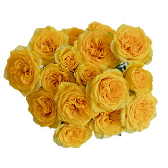 Brilliant Stars Yellow