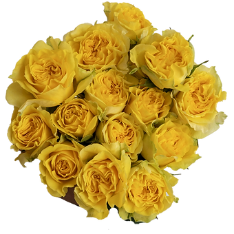 Yellow Jewel