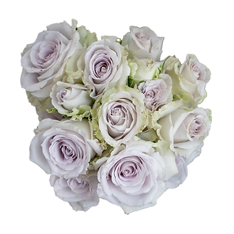 Lavender Jewel
