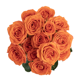 Brilliant Stars Orange
