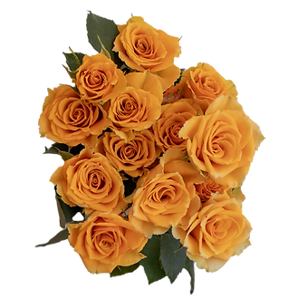 Golden Tangerine