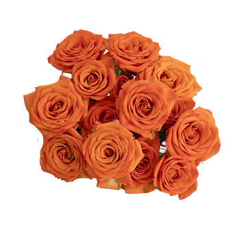 Orange Jewel