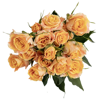 Tropical Star