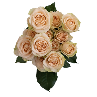 Brilliant Stars Apricot