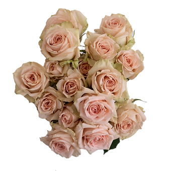Peach Jewel