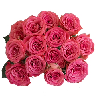 Brilliant Stars Pink