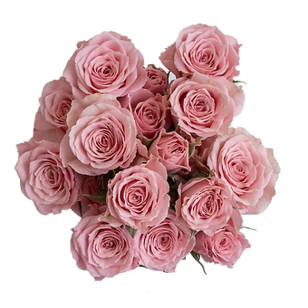Pink Jewel