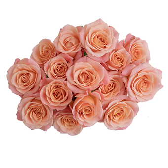 Peachy Pink Jewel