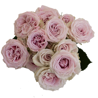 Blush Jewel