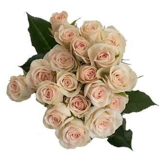 Brilliant Stars Light Pink