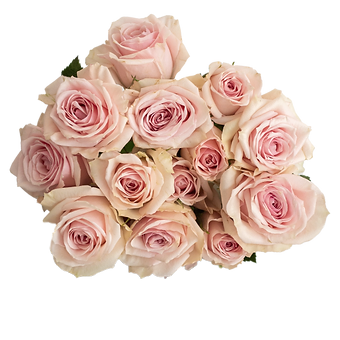 Star Blush