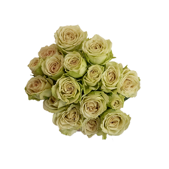 Green Rosever