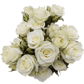 Floreana
