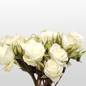 Floreana
