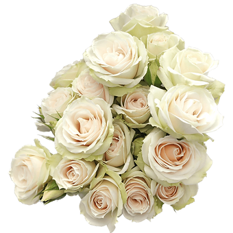 Cream Irishka