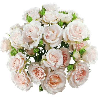 Wedding Rosever
