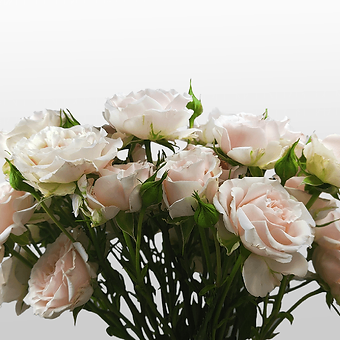 Wedding Rosever