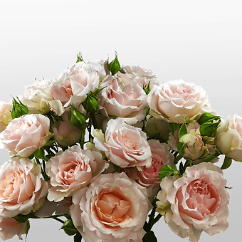 Wedding Rosever - miniature 3