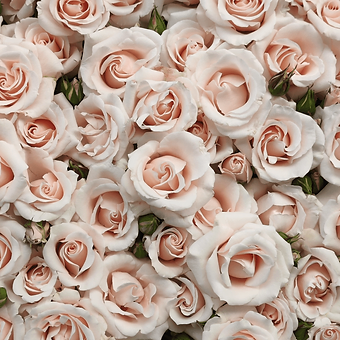 Wedding Rosever - miniature 4