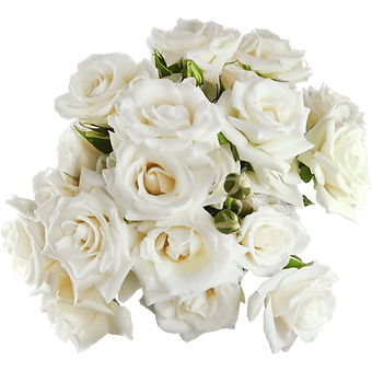 White Majolica