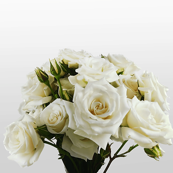 White Majolica