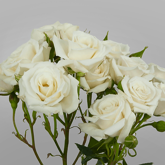 White Majolica - miniature 3