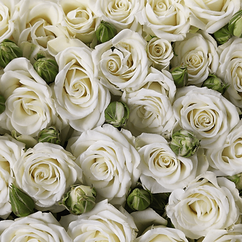 White Majolica - miniature 4