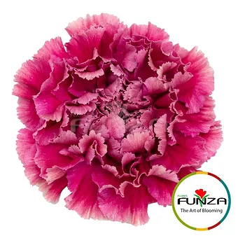 Merletto Purple