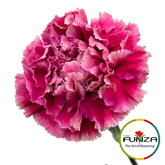 Merletto Purple