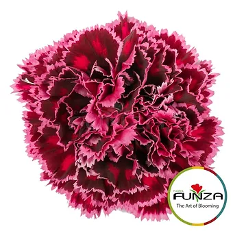 Nobbio Burgundy