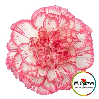 Spritz Blanco Rosa