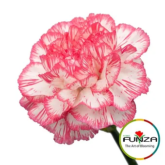 Spritz Blanco Rosa
