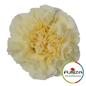 Polimnia