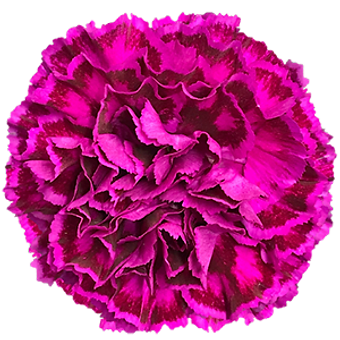 Nobbio Violet
