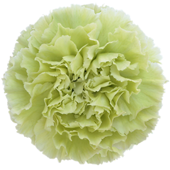 Prado Mint