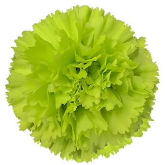 Oliva