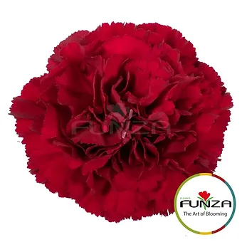 Zurigo