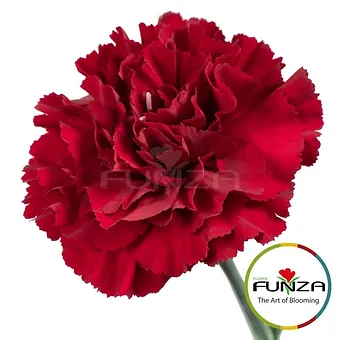 Zurigo