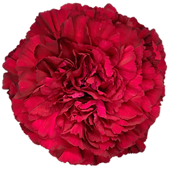 Crimson Tempo