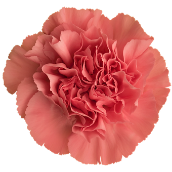 Ikebana