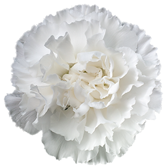 Maruchi Bianco