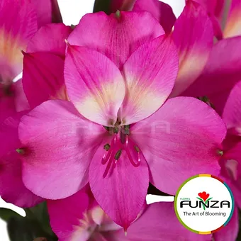 Intenz Pink