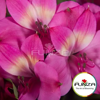 Intenz Pink - miniature 3