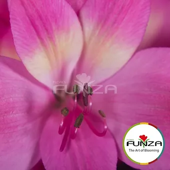 Intenz Pink - miniature 4