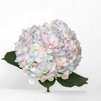 Antique Pink