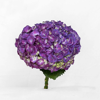 Dark Purple
